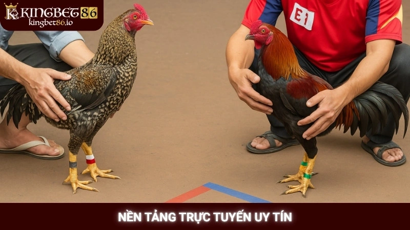 Đá gà ăn tiền Kingbet86: Mẹo chọn kèo gà chắc thắng 2 Nền tảng trực tuyến uy tín