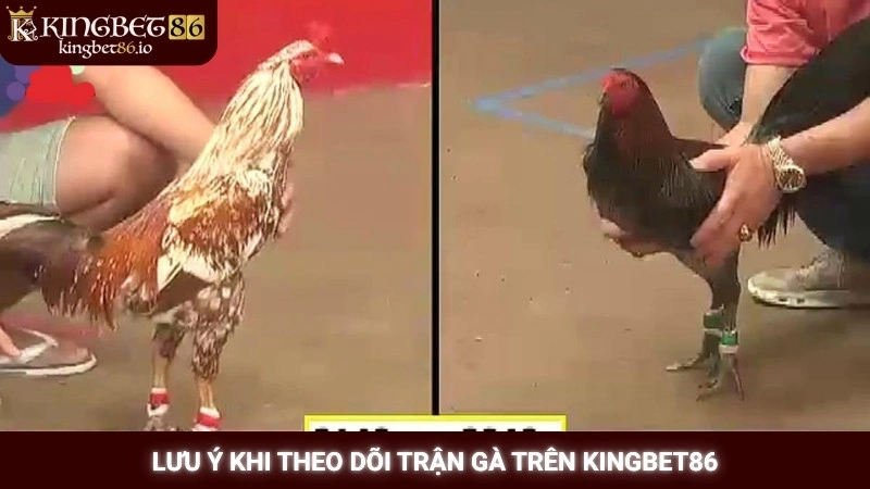 Đá gà ăn tiền Kingbet86: Mẹo chọn kèo gà chắc thắng 3 Lưu ý khi theo dõi trận gà trên Kingbet86