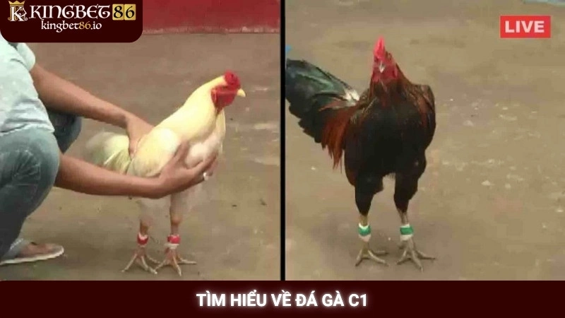 Tìm hiểu về đá gà C1
