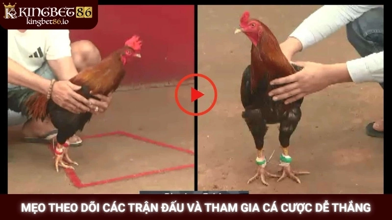 Mẹo theo dõi các trận đấu và tham gia cá cược dễ thắng