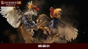 đá gà C1 Kingbet86