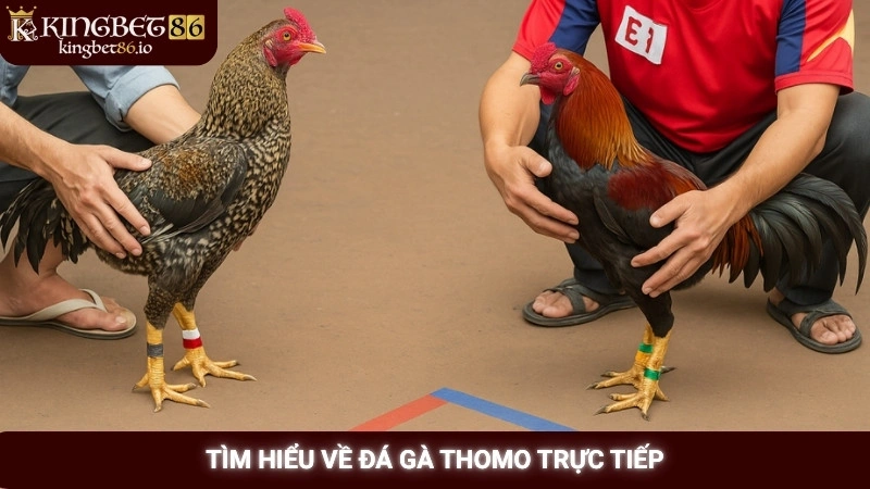 Tìm hiểu về đá gà Thomo trực tiếp