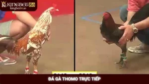 Đá gà Thomo trực tiếp Kingbet86