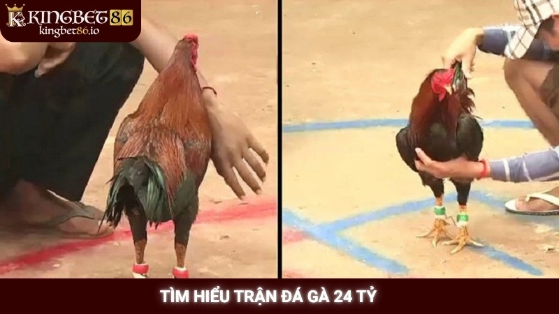 Xem lại trận đá gà 24 tỷ gây chấn động tại Kingbet86 1 Tìm hiểu trận đá gà 24 tỷ