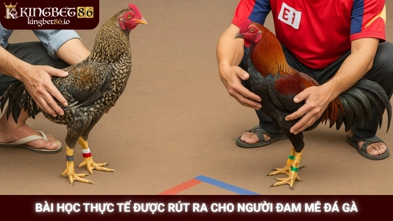 Xem lại trận đá gà 24 tỷ gây chấn động tại Kingbet86 3 Bài học thực tế được rút ra cho người đam mê đá gà