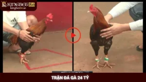 Trận đá gà 24 tỷ